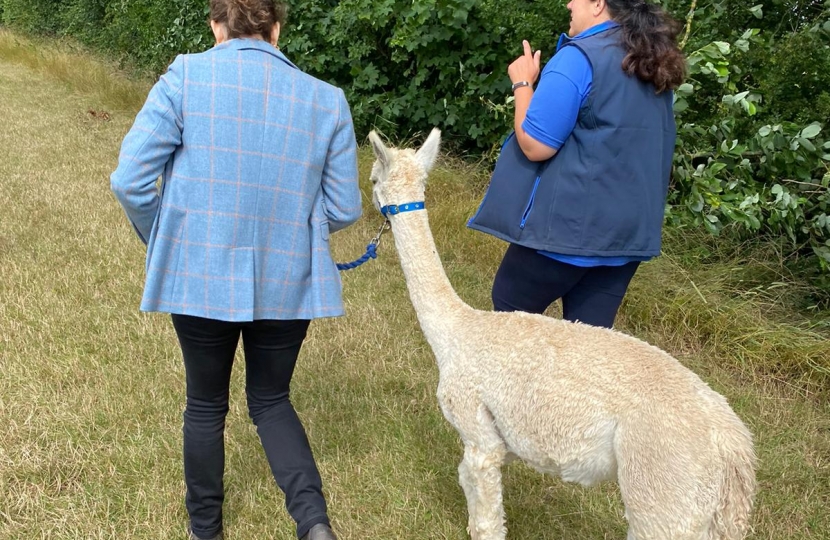 Alpacas 4